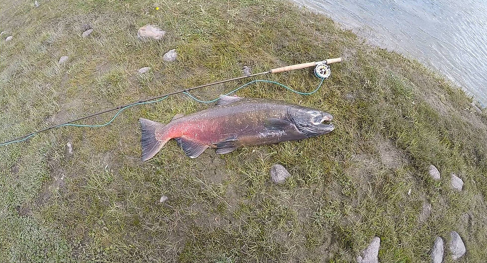 Thumbnail: Aventik IM12 Japanese Carbon Fiber 13FT 6in 8/9wt 6sec Switch Fly Rod New Fast 