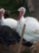 Thumbnail: Dodo Farms (Brookeville, MD) USA-MD BLACK FARMERS LIST