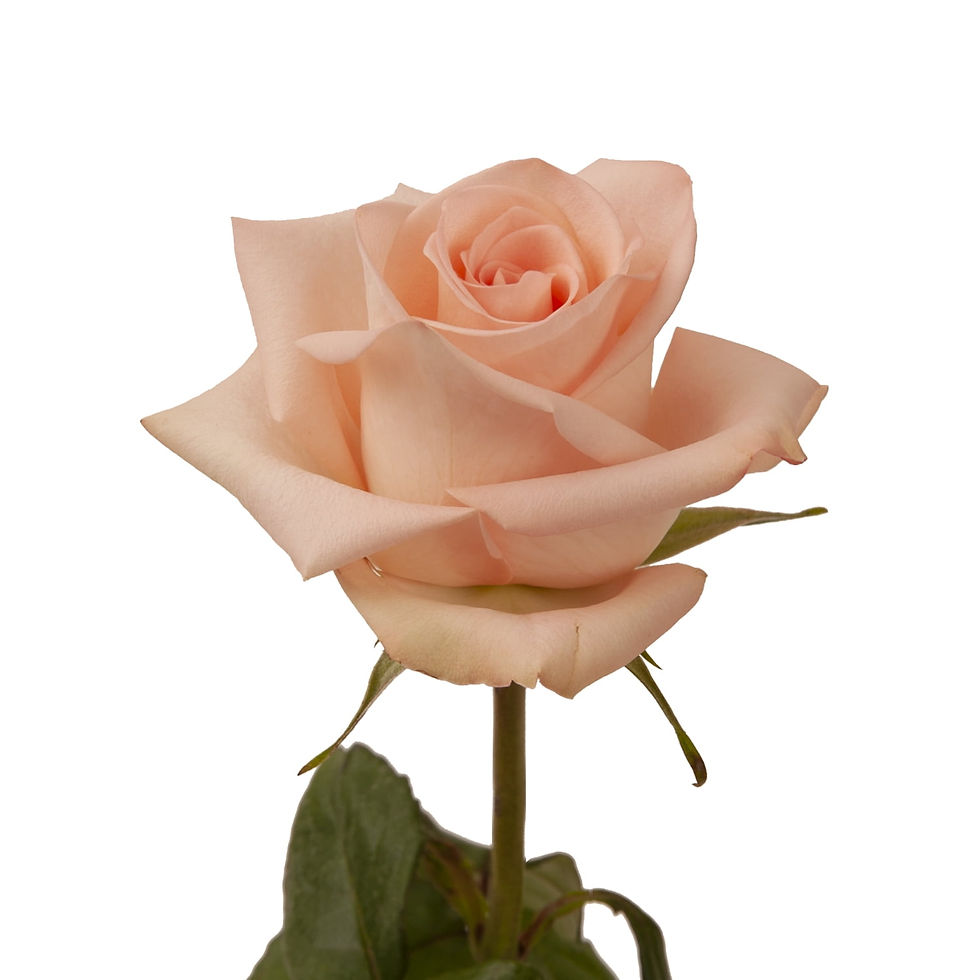 Peach Roses 50 cm - Fresh Cut Flowers - 50 Stems by Bloomingmore
