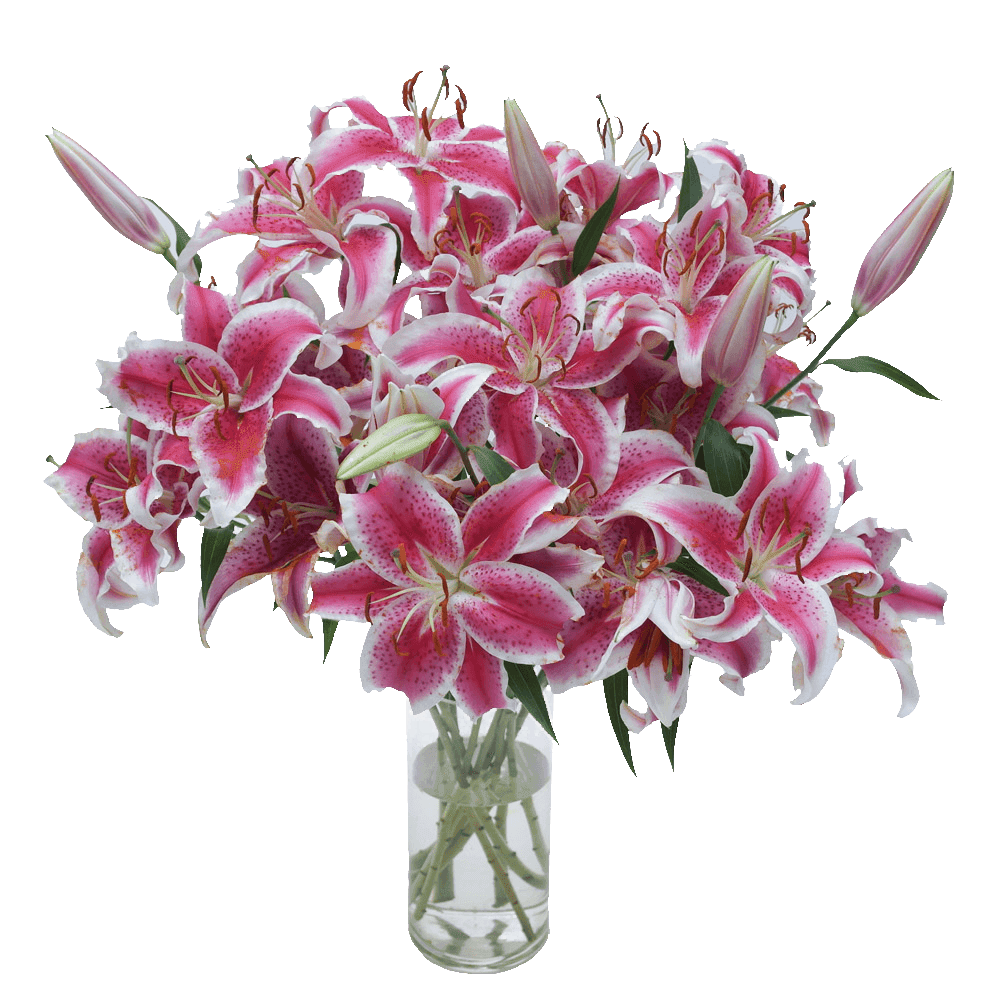 20 Stems of Stargazer Oriental Lilies- Beautiful Fresh Cut Flowers- Express Del