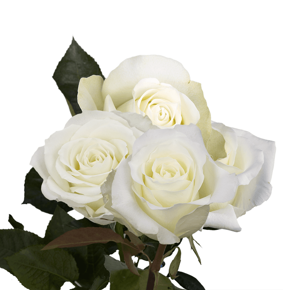 Thumbnail: One Dozen White Roses- Fresh Flower Delivery