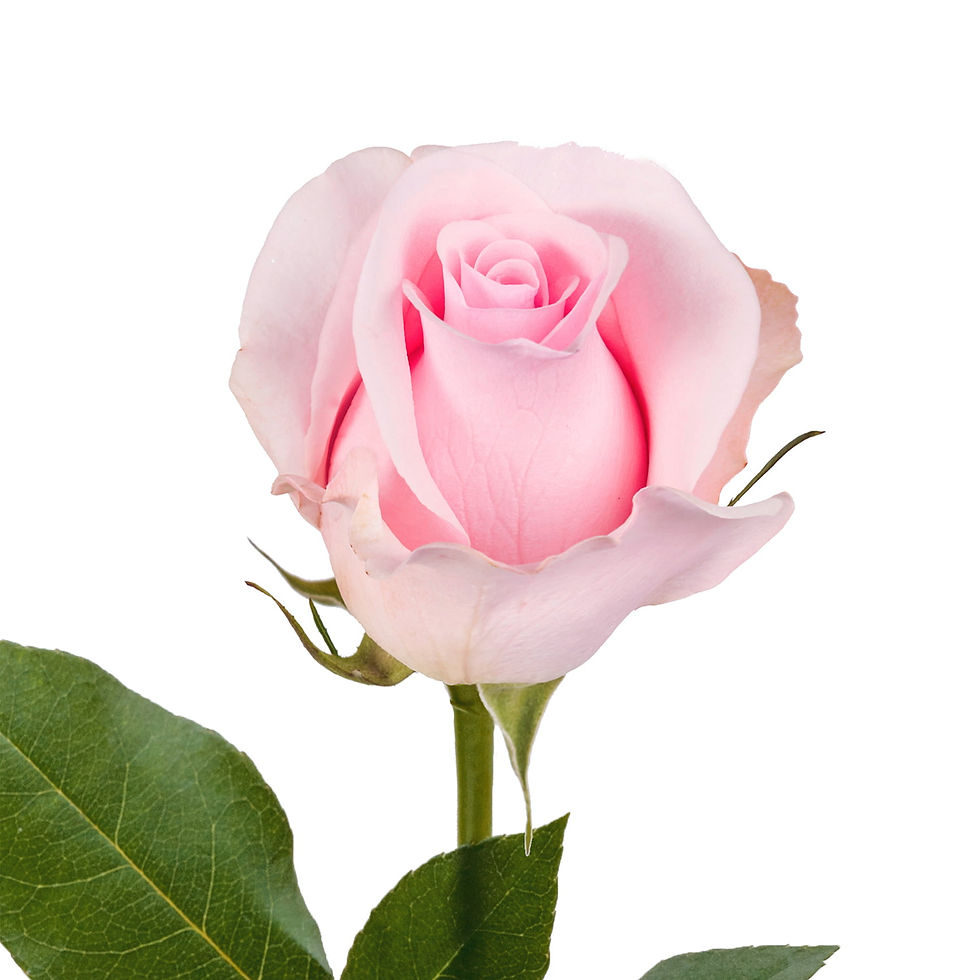 Light Pink Roses 40 cm - Fresh Cut - 125 Stems