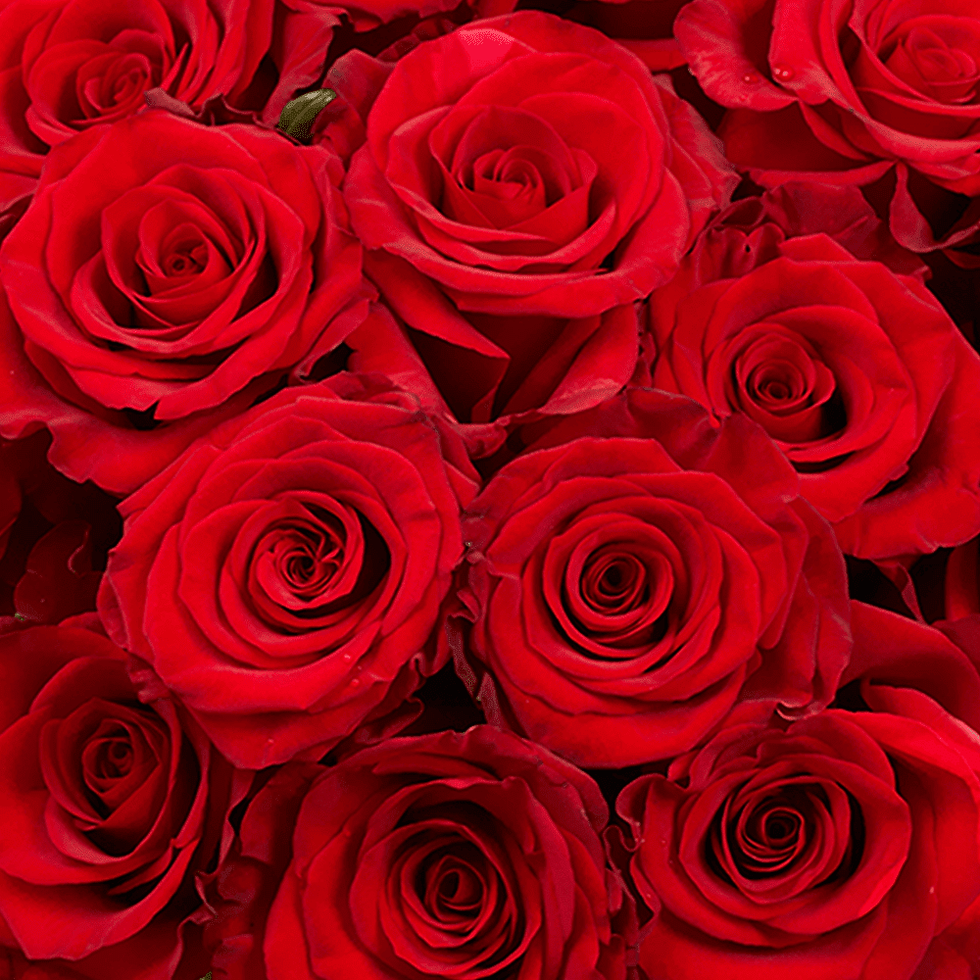 Thumbnail: 100 Stems of Red Paris Roses- Fresh Flower Delivery
