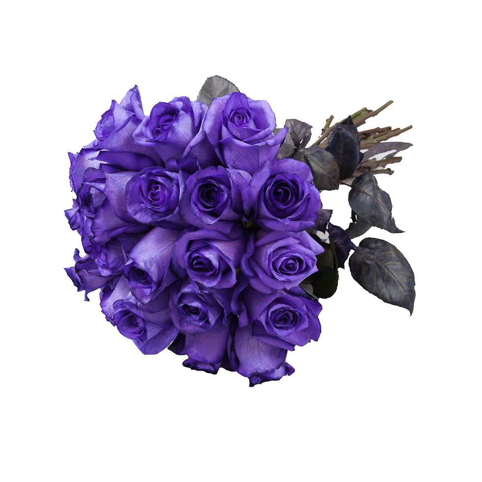 Miniature : Tinted Purple Roses 75 Stems of 50 cm Farm Direct Fresh Cut Flowers