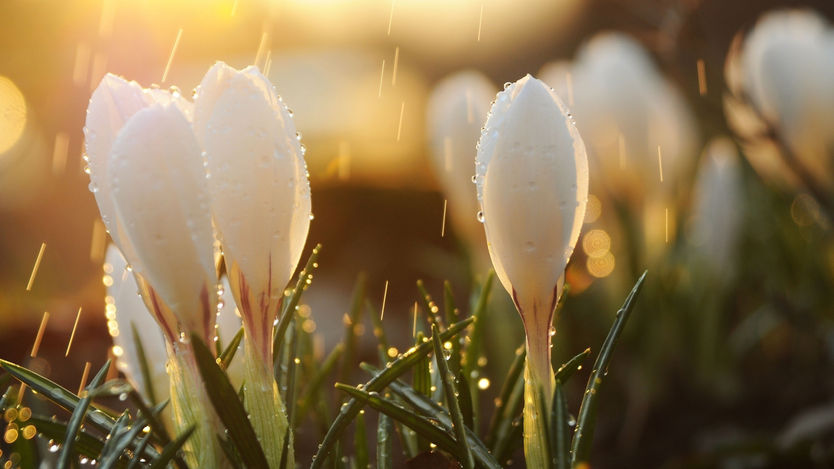Spring