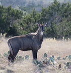 nilgai+-+Photo+Feb+08+2023,+3+46+55+PM(1).jpg