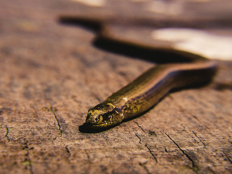 Advice to Christian Apologists: Being Wise as Serpents and Innocent as Doves