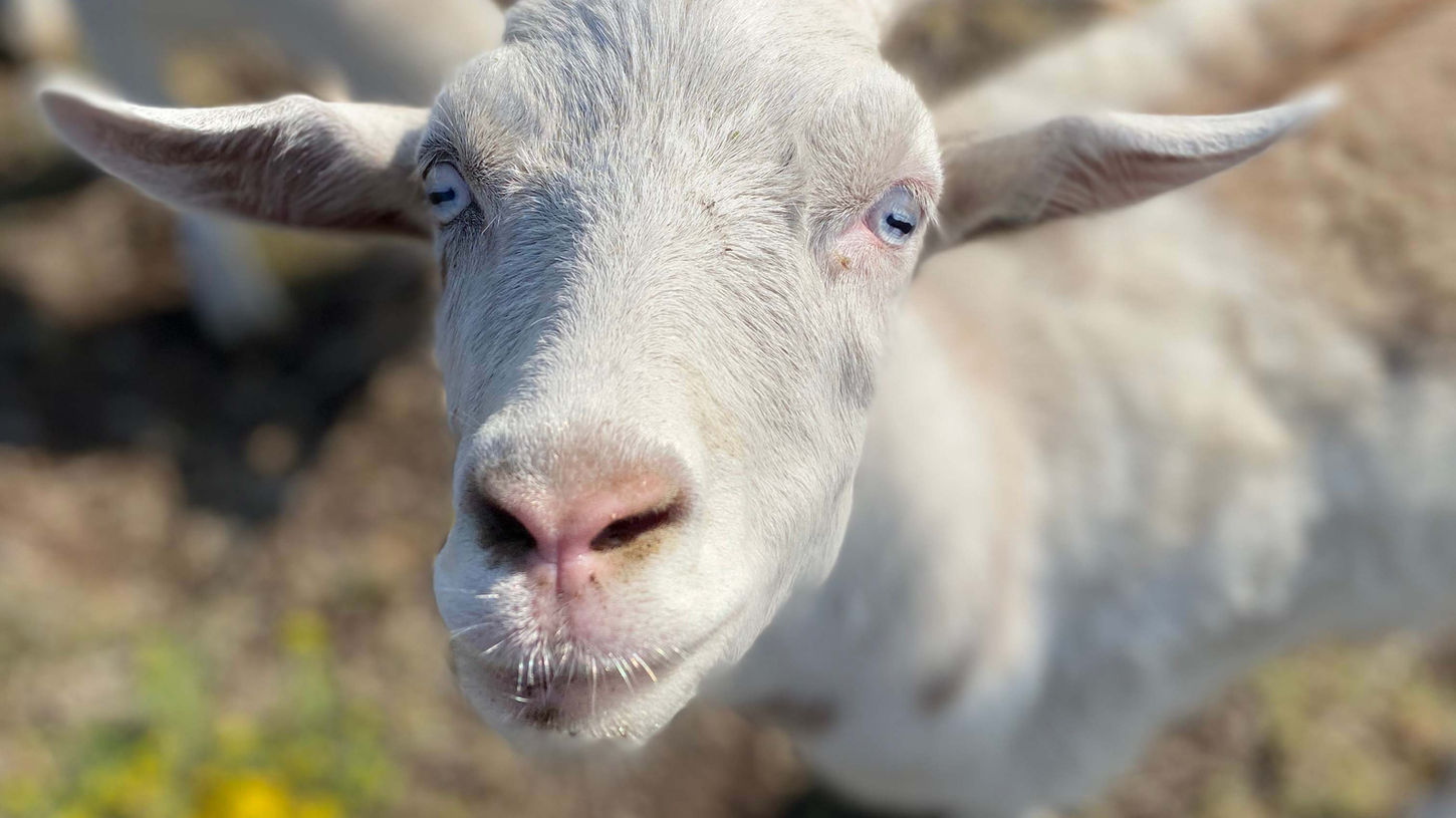 Lorrayne | Goat
