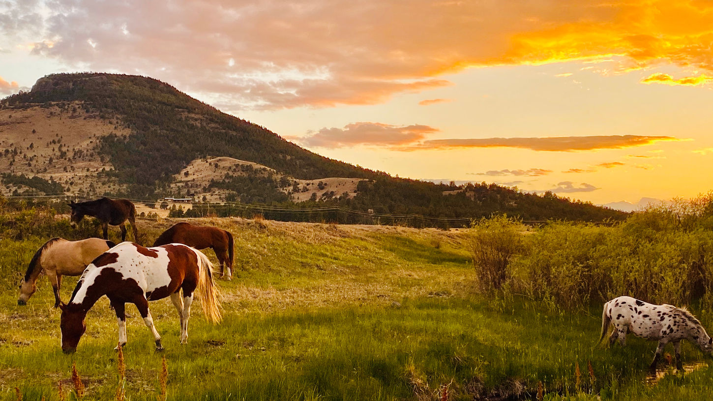 Lorrayne | Horses at Sunset