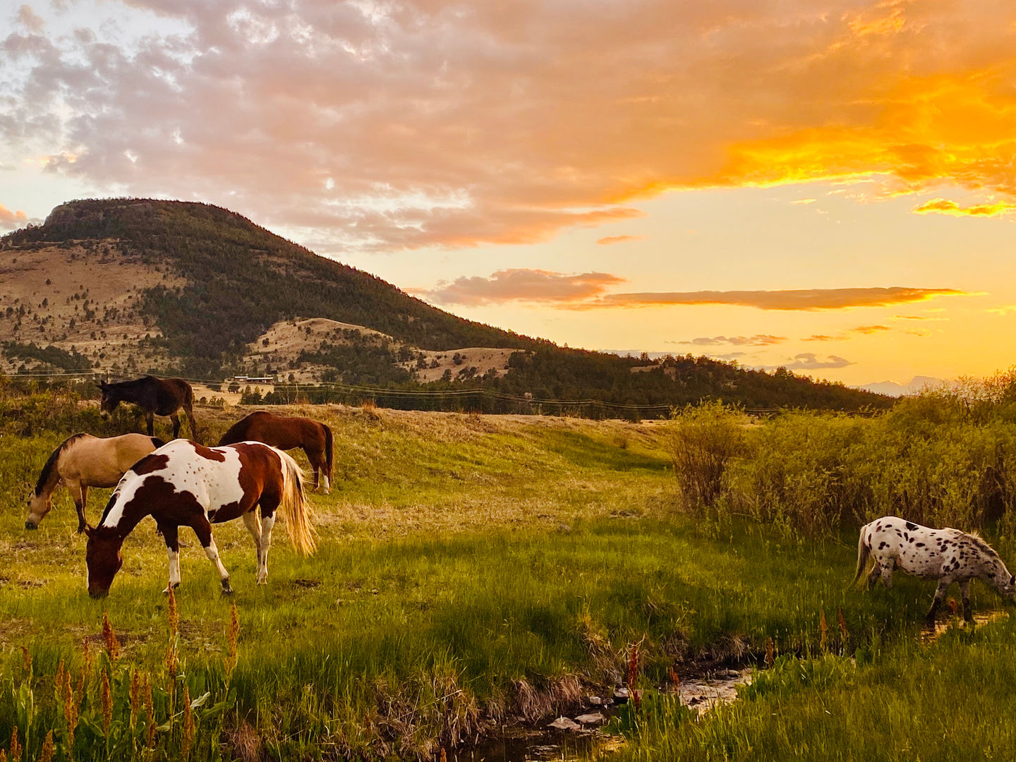 Lorrayne | Horses at Sunset