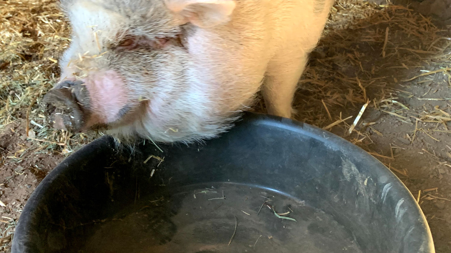 Lorrayne | Pig