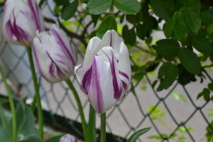 そろそろバラが!!