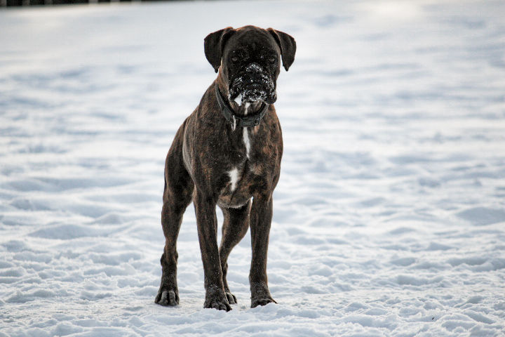 Stella