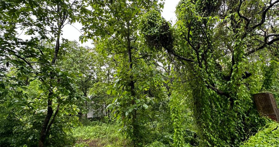 Prime land for sale in Tivim, Goa by Goa Property Deal. Nestled in a peaceful region, this property has great commercial value and is perfect for investment. Comes with a SANAD and title report. Contact us for more details