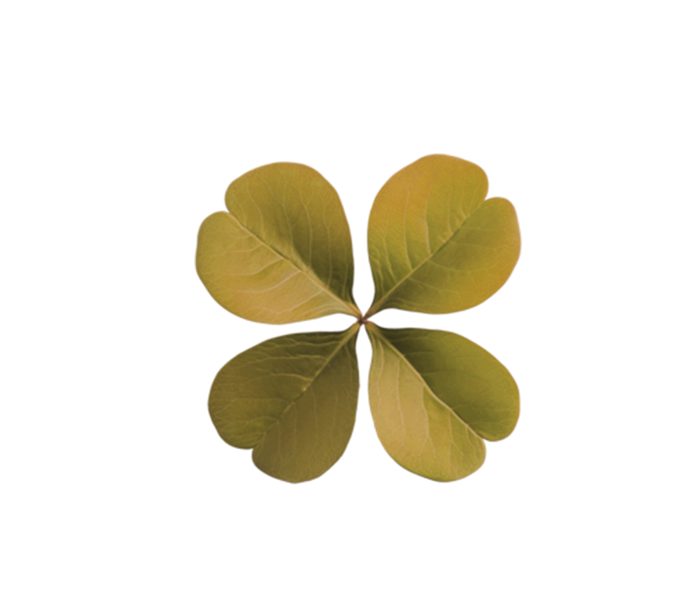 TREBOL DORADO OTRO.png