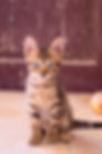 closeup-up-photography-of-dragon-li-kitt