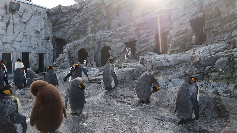 Penguins in Asahiyama Zoo in Asahikawa, Hokkaido, Japan