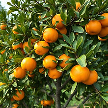beautiful clementine tree ready to be harvest that inspires the market reports CitrusSmart