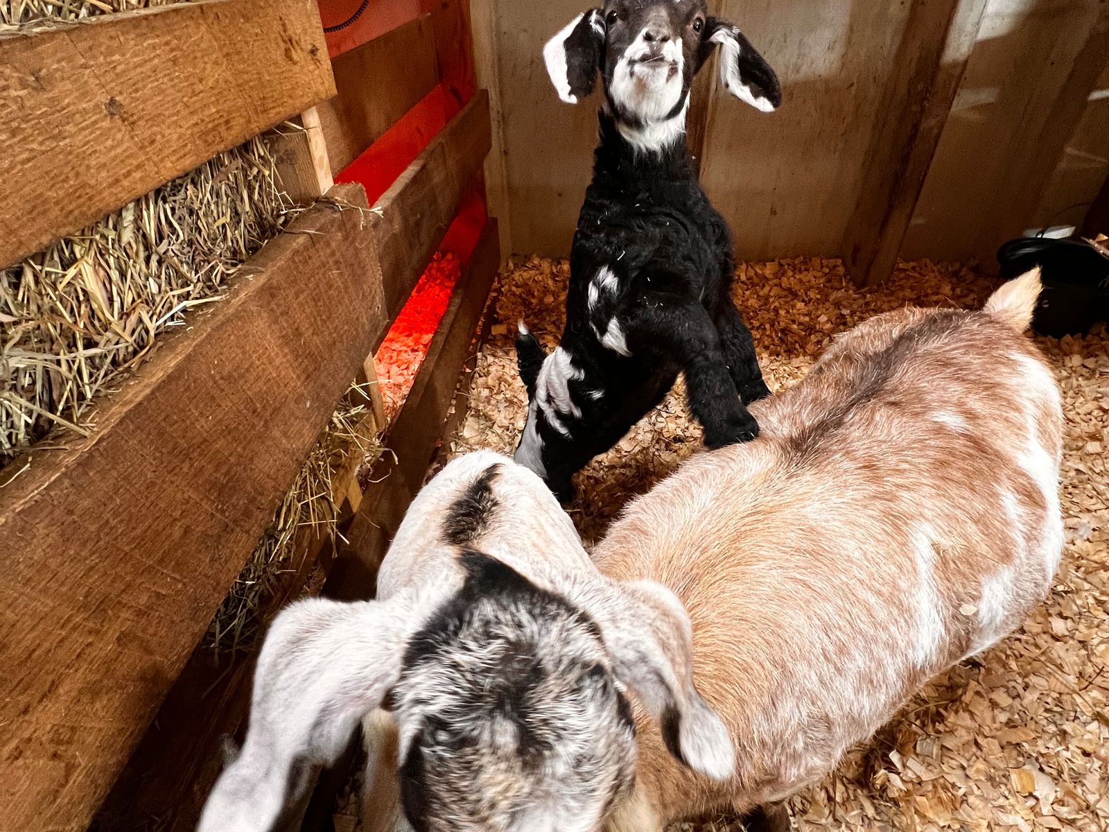 Ravine's Edge Maple Farm photo 15