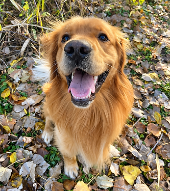Joyful Golden Retriever in Autumn Leaves.png