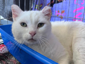 Bertie (Gilbert)- reserved