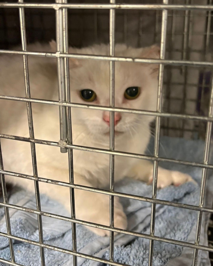 Bertie looking very sad and not in the best condition when he first came in  😔