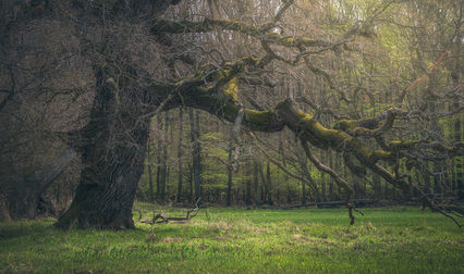 “Branches contorted like spells cast in a forgotten woodland”