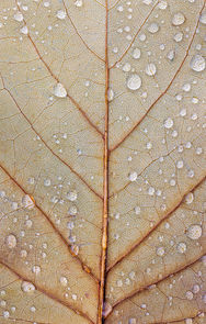 Close-up of a brownish leaf with visible vein structure and scattered water droplets; edges slightly curled, suggesting decay and seasonal transition.