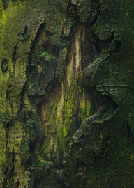 An ancient tree stands in a woodland setting, its bark deeply scarred by time. A moss-covered base softens the scene, while a glowing, exposed core draws the eye—suggesting hidden energy or memory. The image evokes mystery, inviting reflection on whether the tree is a survivor of nature’s hardships or a silent keeper of untold stories.