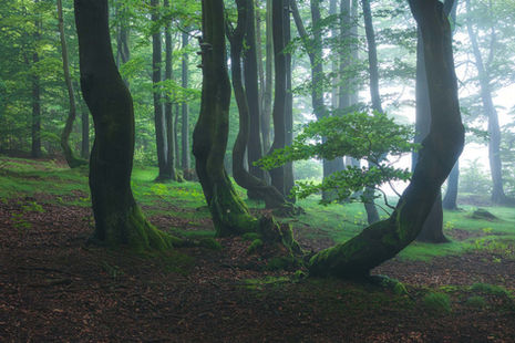“Gnarly tree cloaked in mist, whispering secrets to the forest floor”