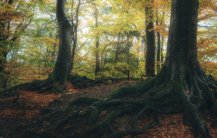 “A tree shaped by storms and solitude, its form a quiet lament”