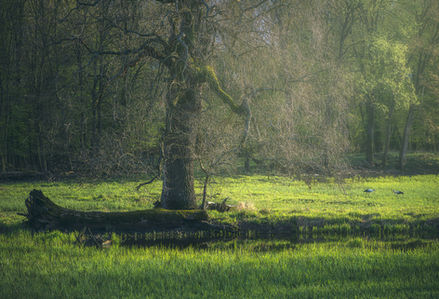 “Nature’s elegy—twisted branches mourning the light”
