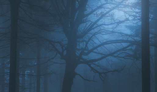 “A twisted sentinel in the gloom, where silence thickens and light retreats”