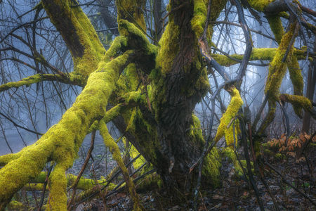 “Nature’s resilience carved into wood—gnarled, scarred, and still standing”