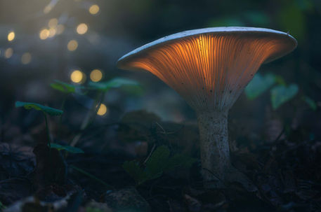 A small forest mushroom glows warmly from beneath its cap, illuminating the surrounding moss and fallen leaves on the forest floor.