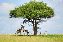 Giraffes Tree