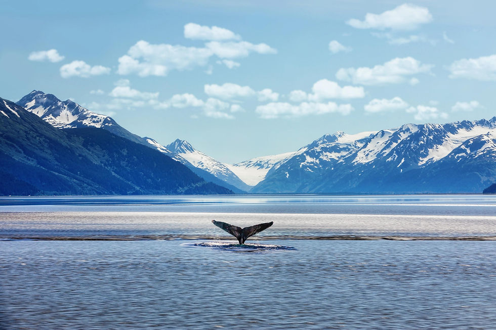Humpback whale tail fluke in Alaska