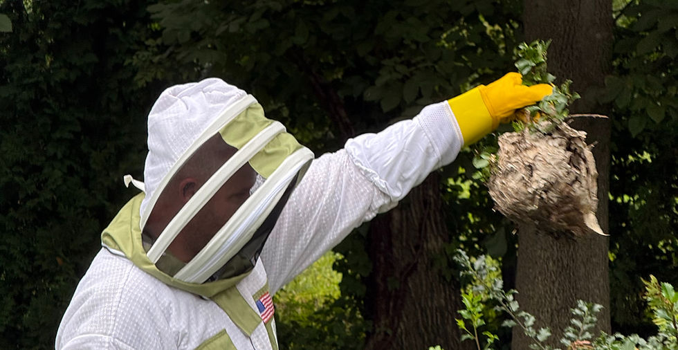 Technician safely removing paper wasps nest from bushes