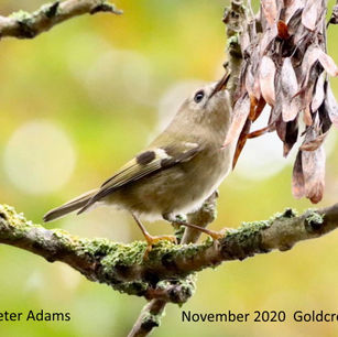 goldcrest.jpg