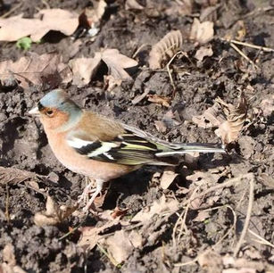 Chaffinch (M) - 27 Feb 2023 - Colin Marshall.jpg