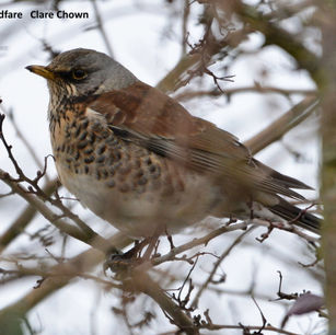 Fieldfare Claire Chown.jpg