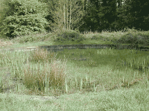 bathing-pond-recent.gif