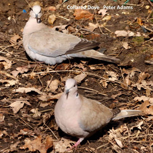 collared dove peter adams.jpg