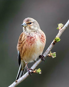 Linnet.jpg