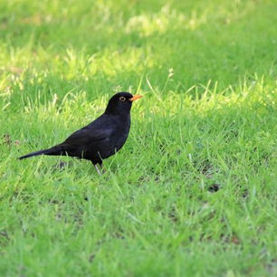 Blackbird (M) - 20 May 2023 - Don Tait.jpg
