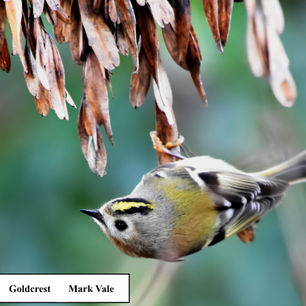 goldcrest mark vale jan 2020.jpg