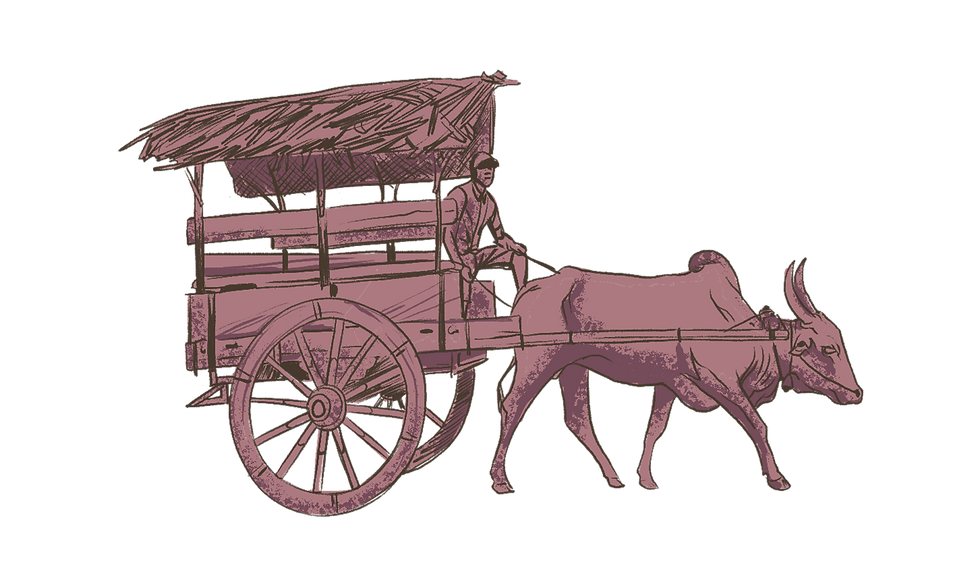 Ox-cart carrying surf boards in Sri Lanka, illustration copyright The Surfer's Guide