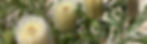 banksia-garden-h-1920x576.jpg