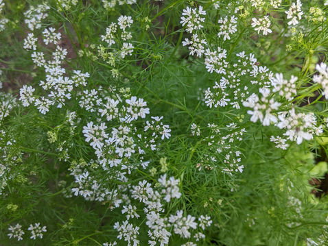 Harvesting and Drying Cilantro Made Easy for Beginners