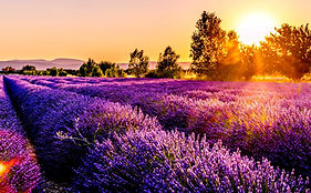 Heather in sun.jpg